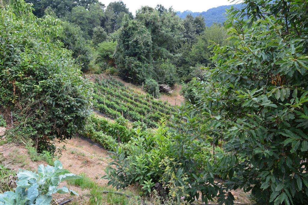 Agriturismo E Turre Serrastretta Exteriör bild